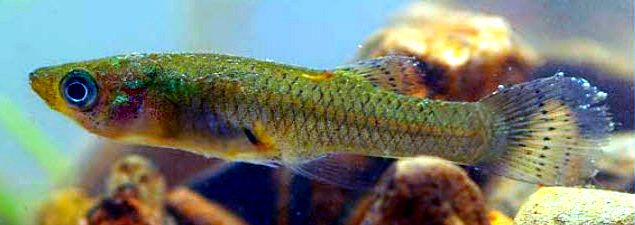 Gambusia holbrooki_09.jpg